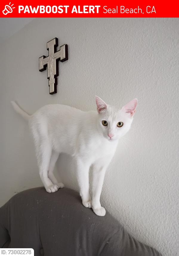 Lost Male Cat last seen Marina liquor seal beach, Seal Beach, CA 90740