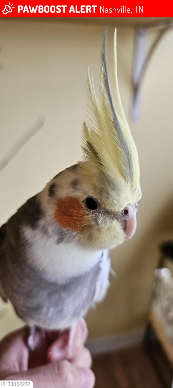 Lost Male Bird last seen Lenox Village , Nashville, TN 37211