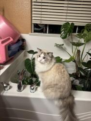 Lost Male Cat last seen Near Welford circle, Hayward CA, Hayward, CA 94544