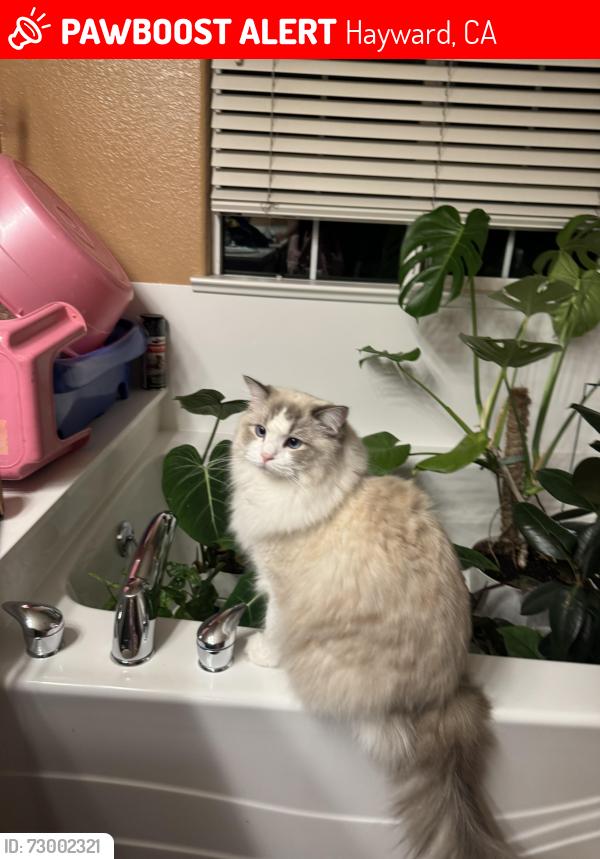 Lost Male Cat last seen Near Welford circle, Hayward CA, Hayward, CA 94544