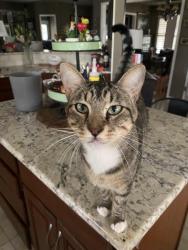Lost Male Cat last seen Keeneland Dr and Ralph Fair Road, Fair Oaks Ranch, TX 78015