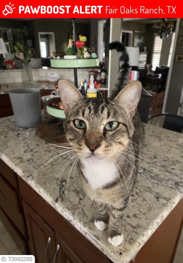 Lost Male Cat last seen Keeneland Dr and Ralph Fair Road, Fair Oaks Ranch, TX 78015