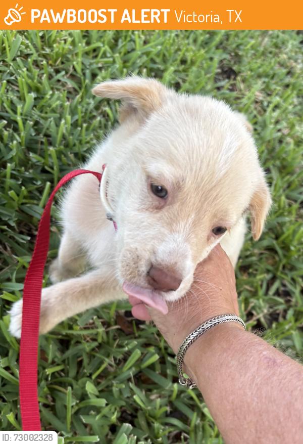 Rehomed Female Dog last seen Nursery Drive and Woodway, Victoria, TX 77904