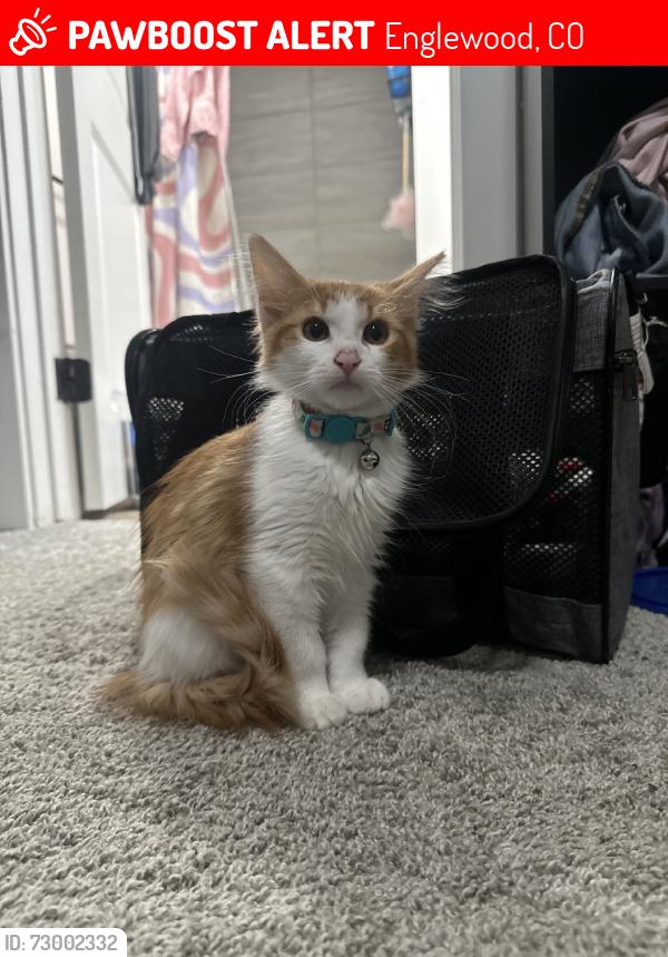Lost Male Cat last seen Hampden and Girard, Englewood, CO 80113