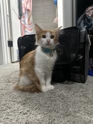 Lost Male Cat last seen Hampden and Girard, Englewood, CO 80113