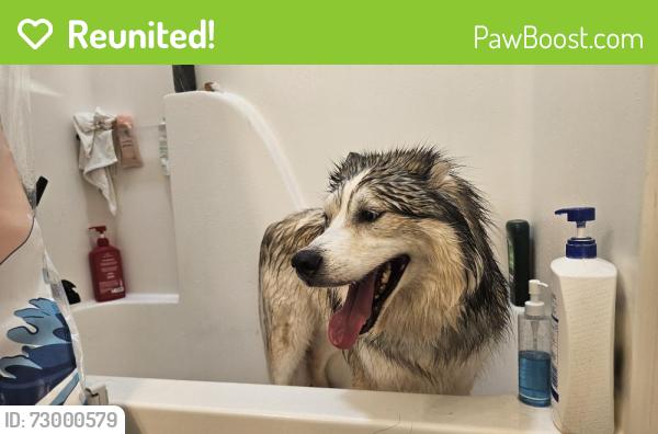 Reunited Male Dog last seen Virginia avenue and western avenue, Knoxville, TN 37921