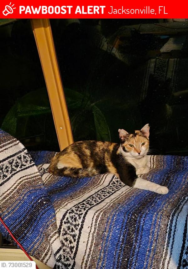 Lost Female Cat last seen Near W. Adams St. and/ or 5245 Old Kings Rd. Both locations are in Jacksonville. , Jacksonville, FL 32219