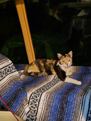 Lost Female Cat last seen Near W. Adams St. and/ or 5245 Old Kings Rd. Both locations are in Jacksonville. , Jacksonville, FL 32219