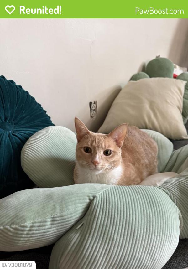 Reunited Female Cat last seen Near Knitters Hill RD, Pen Argyl, PA 18072