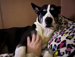 Lost Female Dog last seen 97th & Shaver, Maywood Park, OR 97220
