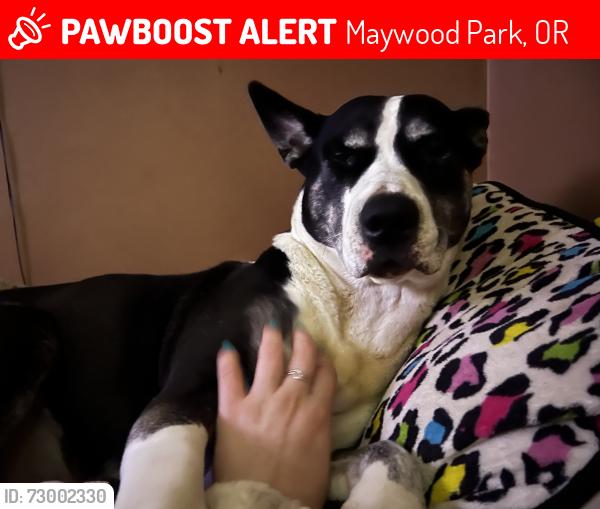Lost Female Dog last seen 97th & Shaver, Maywood Park, OR 97220