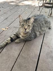 Lost Male Cat last seen Keeneland Drive and Ralph Fair Rd, Fair Oaks Ranch, TX 78015