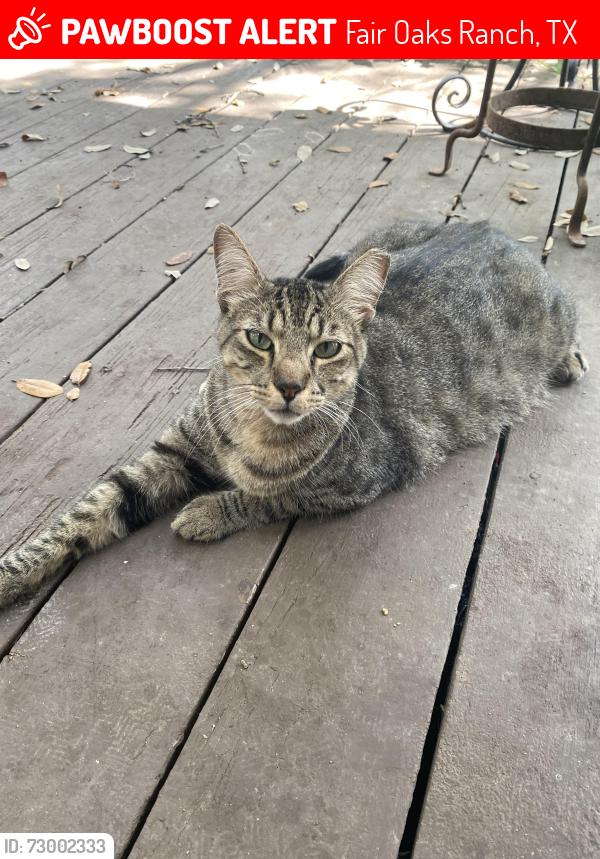 Lost Male Cat last seen Keeneland Drive and Ralph Fair Rd, Fair Oaks Ranch, TX 78015