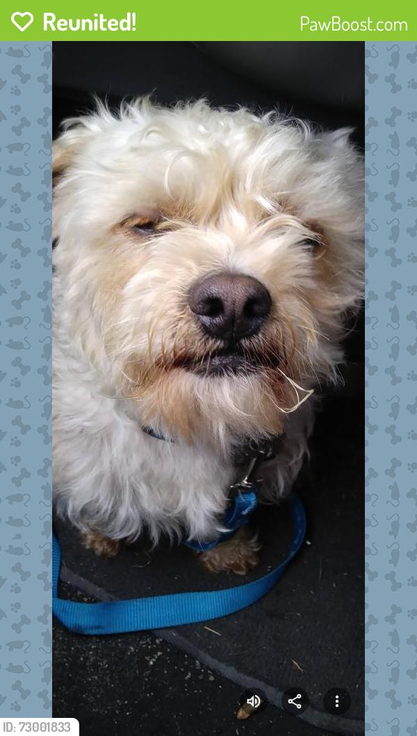 Reunited Male Dog last seen McKinley , Tacoma, WA 98402