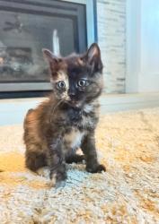 Shelter Stray Female Cat last seen Near W 2600 S, Magna Township, UT, 84044, 511 W 3900 S, Salt Lake City, UT 84123, USA