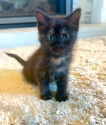 Shelter Stray Female Cat last seen Near W 2600 S, Magna Township, UT, 84044, 511 W 3900 S, Salt Lake City, UT 84123, USA