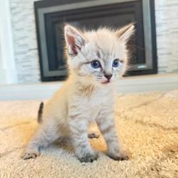 Shelter Stray Male Cat last seen Near W 2600 S, Magna Township, UT, 84044, 511 W 3900 S, Salt Lake City, UT 84123, USA