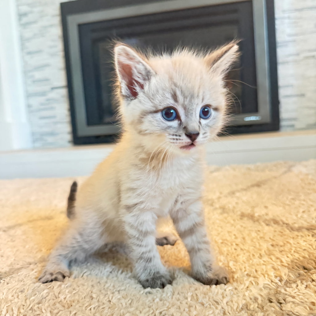 Shelter Stray Male Cat last seen Near W 2600 S, Magna Township, UT, 84044, 511 W 3900 S, Salt Lake City, UT 84123, USA