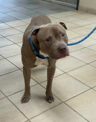 Shelter Stray Male Dog last seen Darnell Drive, VIRGINIA BEACH, VA, 23455, 341 S Birdneck Rd, Virginia Beach, VA 23451, USA