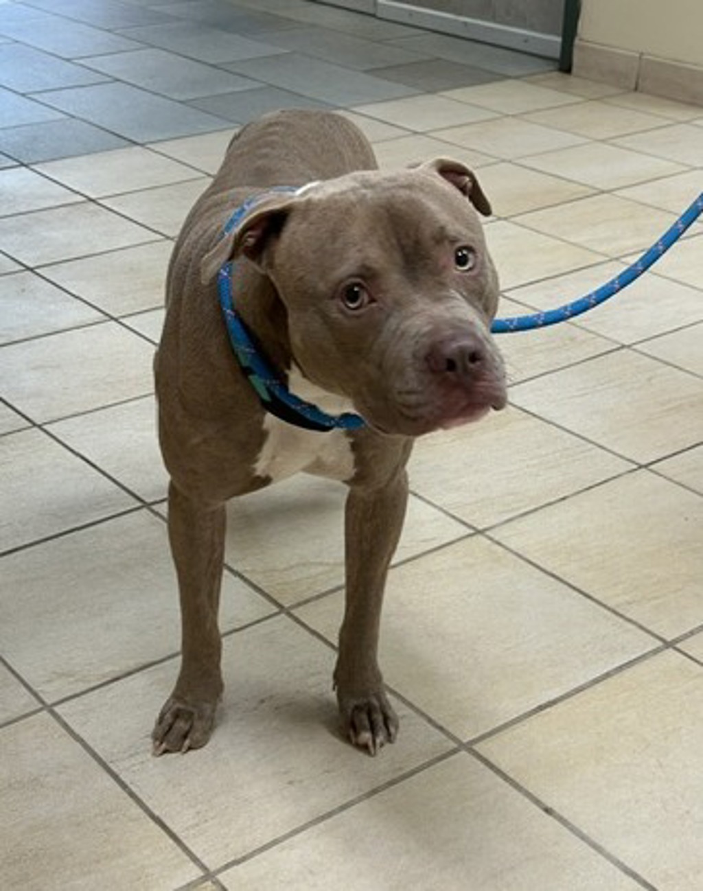 Shelter Stray Male Dog last seen Darnell Drive, VIRGINIA BEACH, VA, 23455, 341 S Birdneck Rd, Virginia Beach, VA 23451, USA
