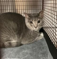 Shelter Stray Male Cat last seen Near Deercroft Drive, APEX, NC, 27539, 820 Beacon Lake Dr, Raleigh, NC 27610, USA