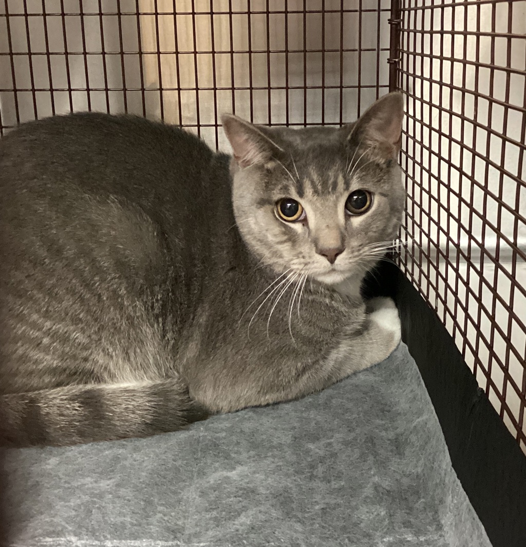 Shelter Stray Male Cat last seen Near Deercroft Drive, APEX, NC, 27539, 820 Beacon Lake Dr, Raleigh, NC 27610, USA