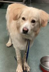 Shelter Stray Male Dog last seen Near S Saunders Drive, RALEIGH, NC, 27603, 820 Beacon Lake Dr, Raleigh, NC 27610, USA