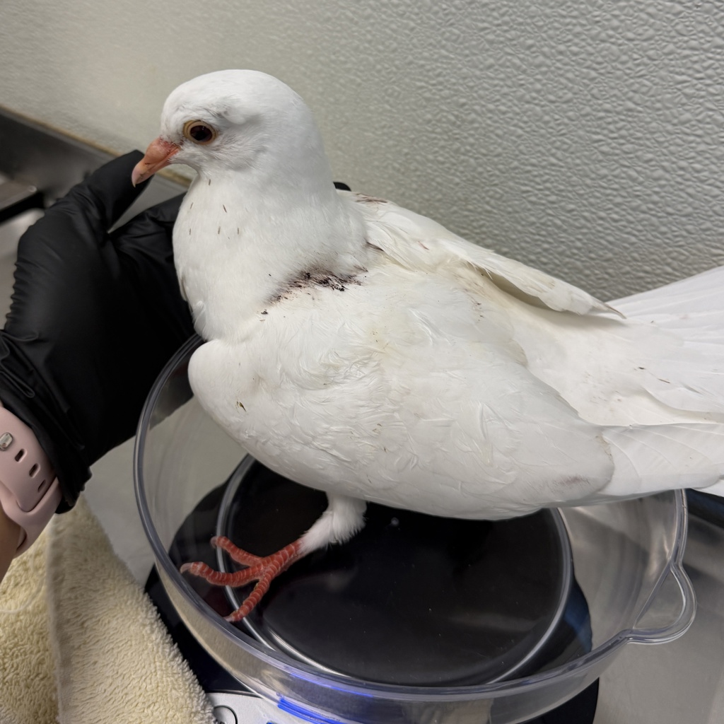Shelter Stray Unknown Bird last seen Neva Street, San Diego, CA, 92123, 5500 Gaines St, San Diego, CA 92110, USA