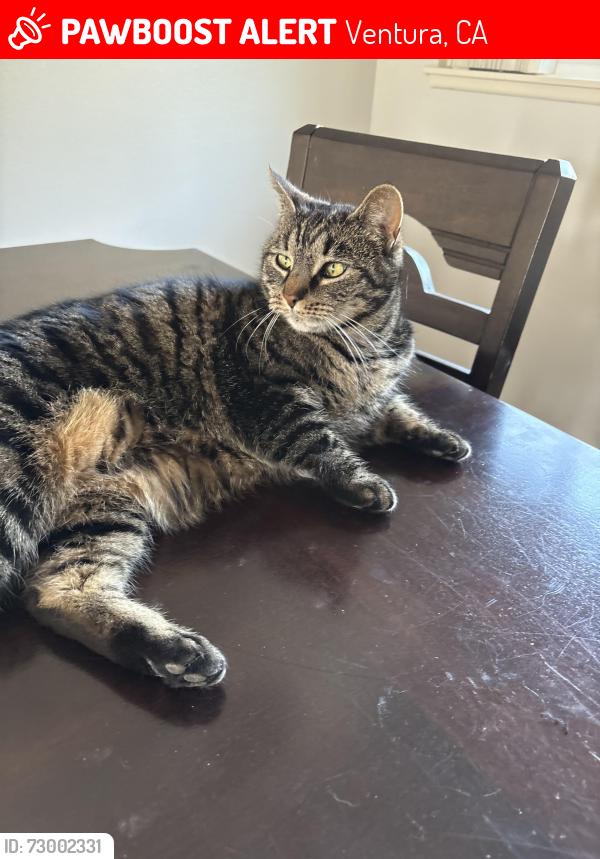 Lost Female Cat last seen Chumash Park, Ventura, CA 93004