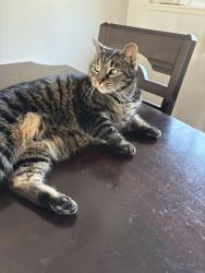 Lost Female Cat last seen Chumash Park, Ventura, CA 93004