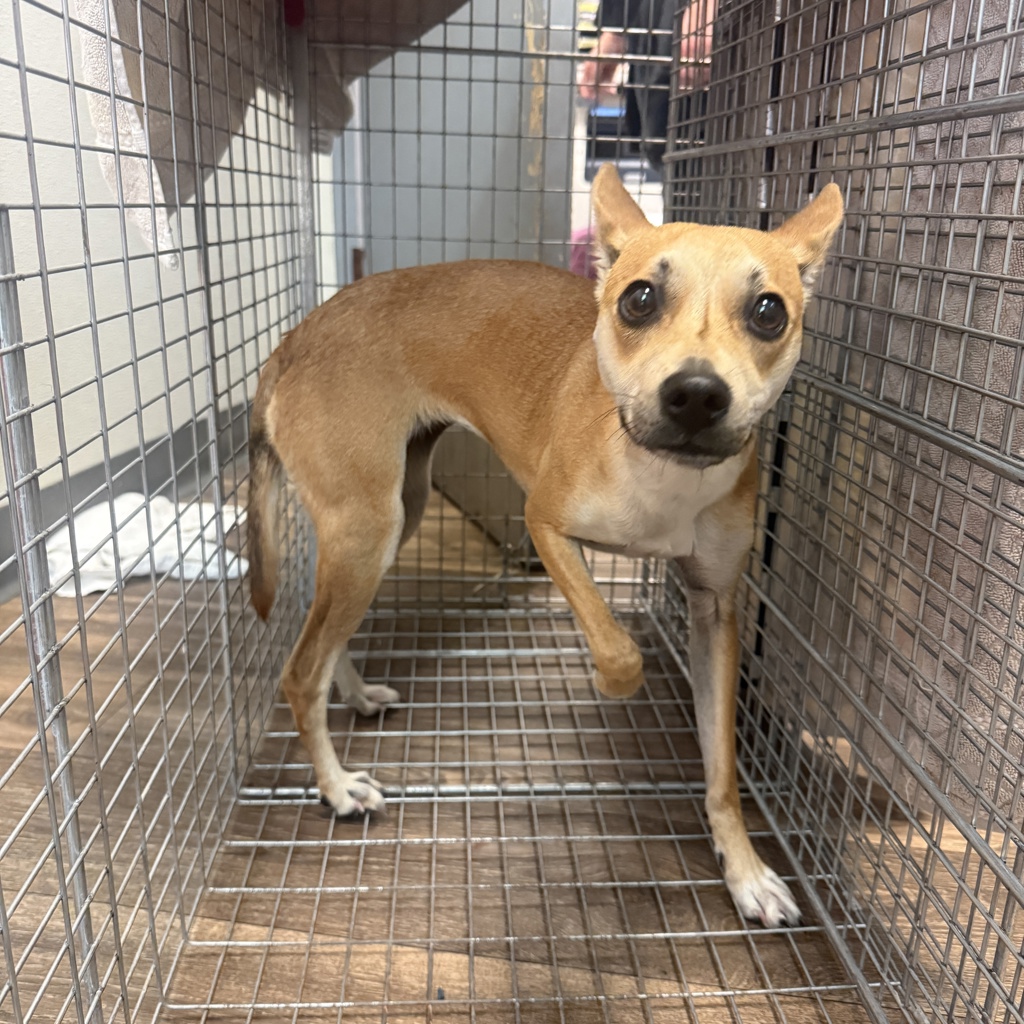 Shelter Stray Female Dog last seen Food4Less, San Diego, CA, 92115, 5500 Gaines St, San Diego, CA 92110, USA