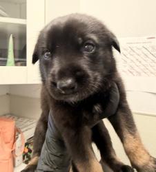 Shelter Stray Male Dog last seen Near Market Place Avenue, San Diego, CA, 92113, 5500 Gaines St, San Diego, CA 92110, USA