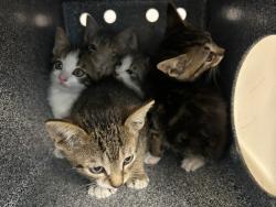 Shelter Stray Female Cat last seen Near Morgan Avenue, BRONX, NY, 10469, 326 E 110th St, New York, NY 10029, USA