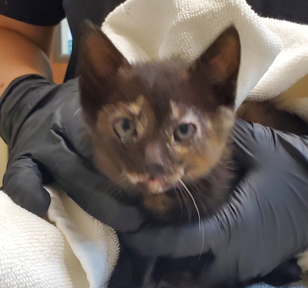 Shelter Stray Female Cat last seen Near Stetson Street, Oceanside, CA, 92058, Oceanside, CA 92058, USA