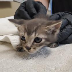 Shelter Stray Male Cat last seen Near Stetson Street, Oceanside, CA, 92058, Oceanside, CA 92058, USA