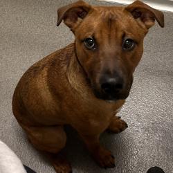 Shelter Stray Male Dog last seen Near Adventureland Drive, ALTOONA, IA, 50009, Des Moines, IA 50313