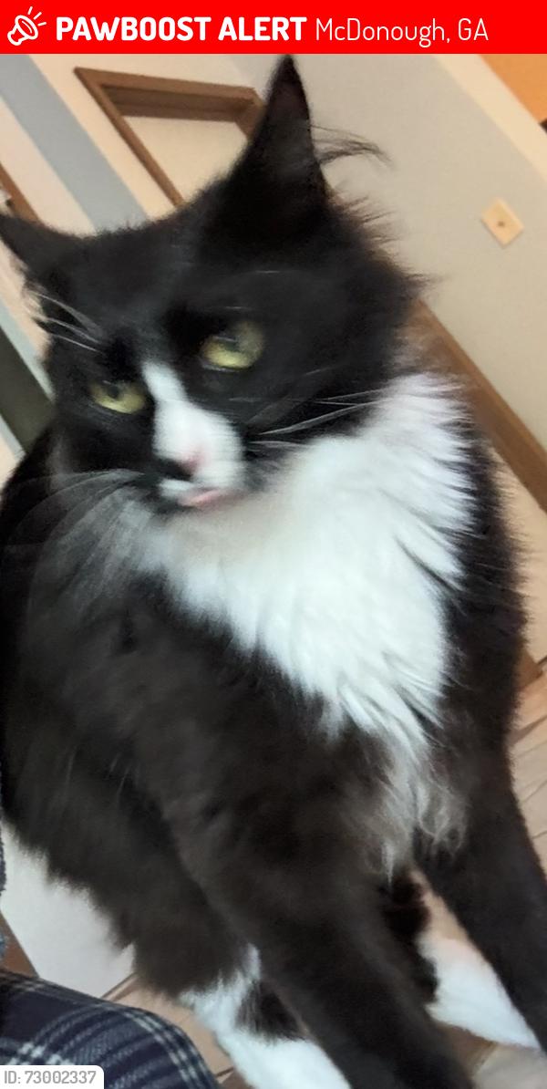 Lost Male Cat last seen Near Turner Church Rd , McDonough, GA 30252