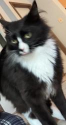 Lost Male Cat last seen Near Turner Church Rd , McDonough, GA 30252