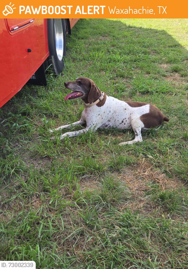 Found/Stray Female Dog last seen On the property that I am staying on., Waxahachie, TX 75167