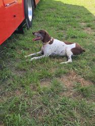 Found/Stray Female Dog last seen On the property that I am staying on., Waxahachie, TX 75167