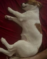 Reunited Female Dog last seen Near Lamplighter Ln, Tampa, FL 33637, USA, Tampa, FL 33637