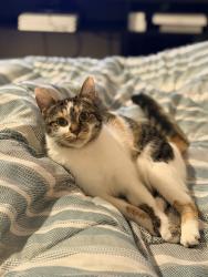 Lost Female Cat last seen Sw alexander st the 187th ave Aloha 97003, Beaverton, OR 97006
