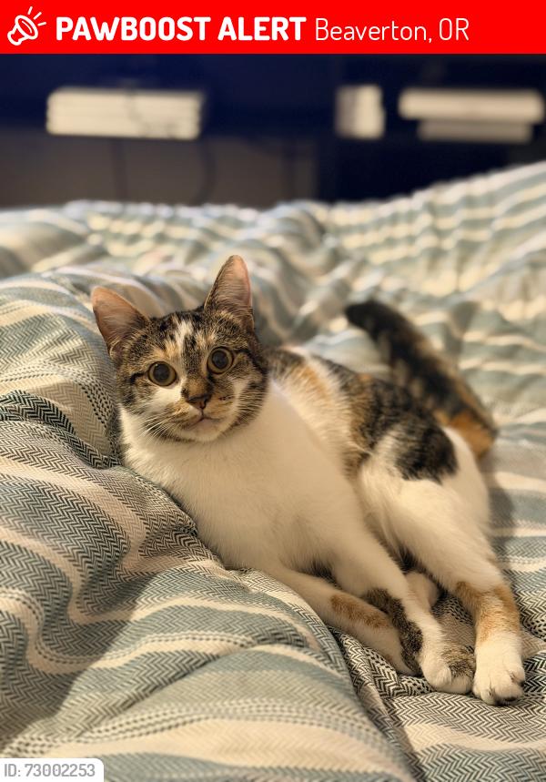 Lost Female Cat last seen Sw alexander st the 187th ave Aloha 97003, Beaverton, OR 97006