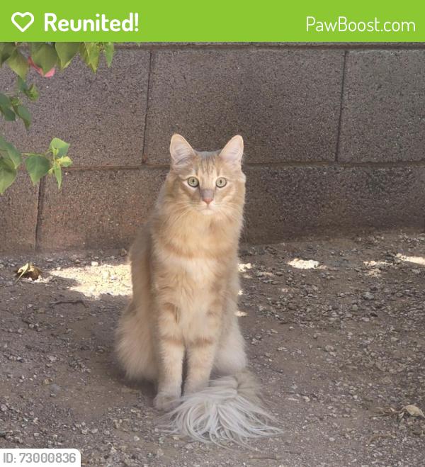 Reunited Male Cat last seen Pampa avenue, arizona skyline neighborhood, Mesa, AZ 85212