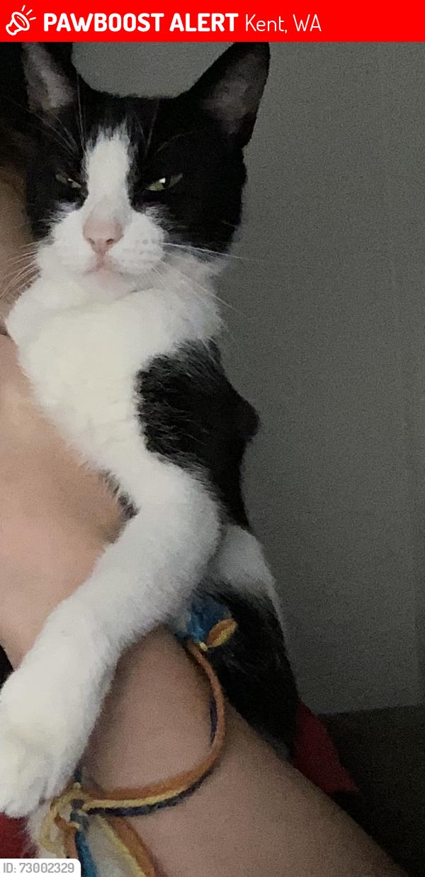 Lost Female Cat last seen 256th and down 121st Place, Kent, WA 98031