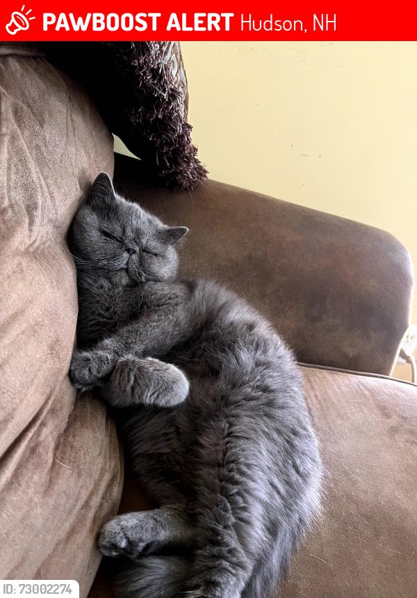 Lost Male Cat last seen Marsh Road and Rte 102, Hudson, NH 03051