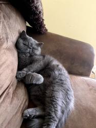 Lost Male Cat last seen Marsh Road and Rte 102, Hudson, NH 03051