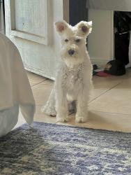 Lost Male Dog last seen Appian Drive & Woodman , San Diego, CA 92139