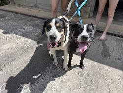 Found/Stray Male Dog last seen Kentwood dr and squirrel hill dr, Buncombe County, NC 28787
