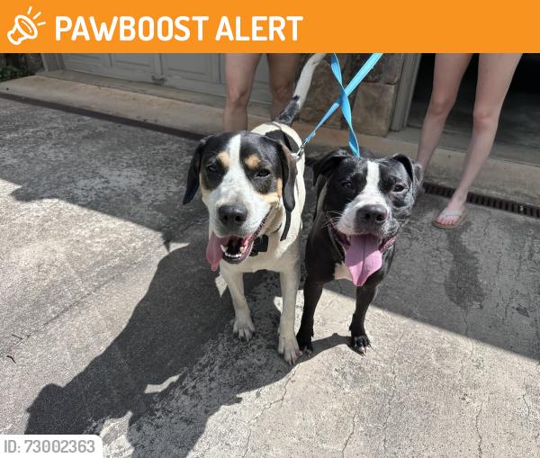 Found/Stray Male Dog last seen Kentwood dr and squirrel hill dr, Buncombe County, NC 28787